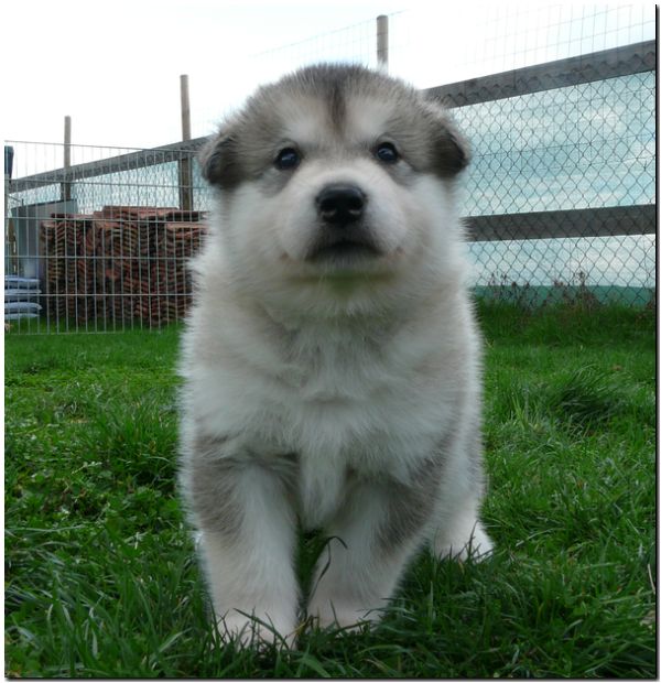 E Wurf 5 Woche 591.jpg